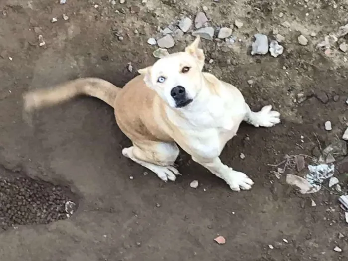 Cachorro raça  idade 5 anos nome Sindy
