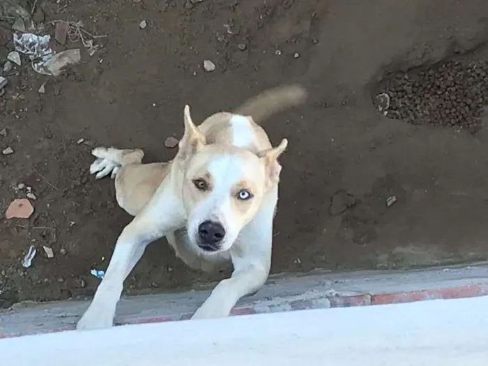 Cachorro raça  idade 5 anos nome Sindy