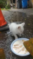 Mimi