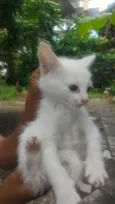 Mimi