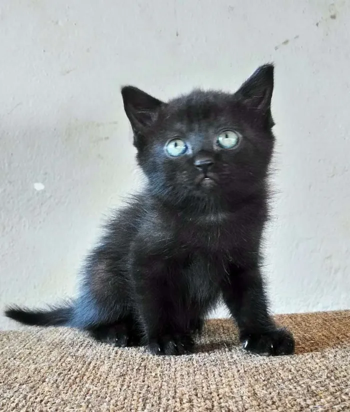 Gato ra a Indefinida idade 2 a 6 meses nome Indefinido