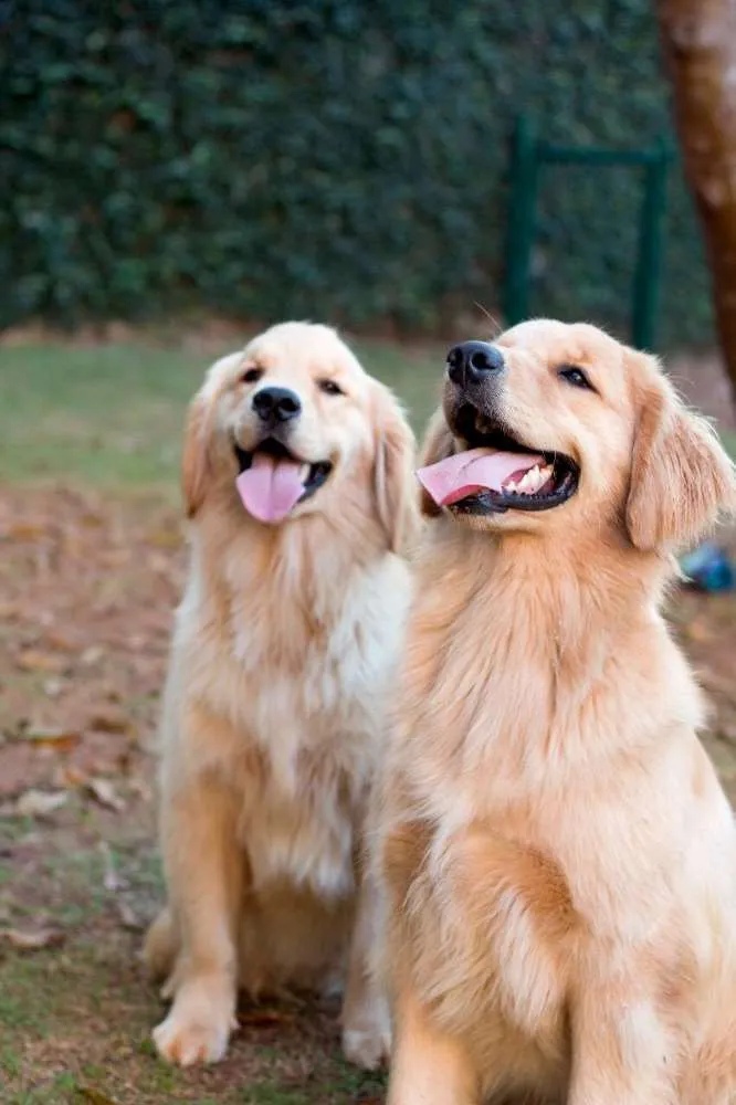 Cachorro ra a Golden Retriever idade 2 anos nome Furacão e Terremoto