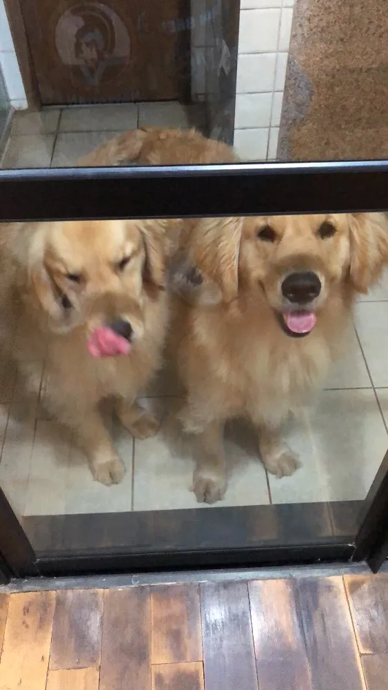 Cachorro ra a Golden Retriever idade 2 anos nome Furacão e Terremoto