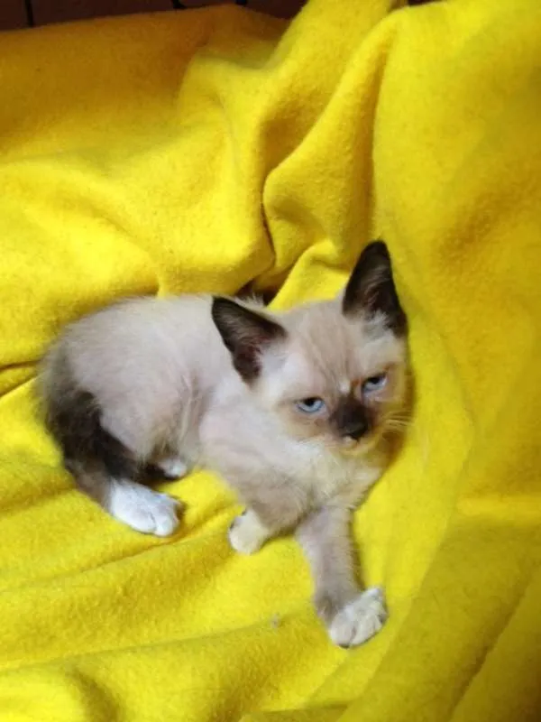 Gato ra a  idade  nome FILHOTES