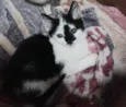 Milka