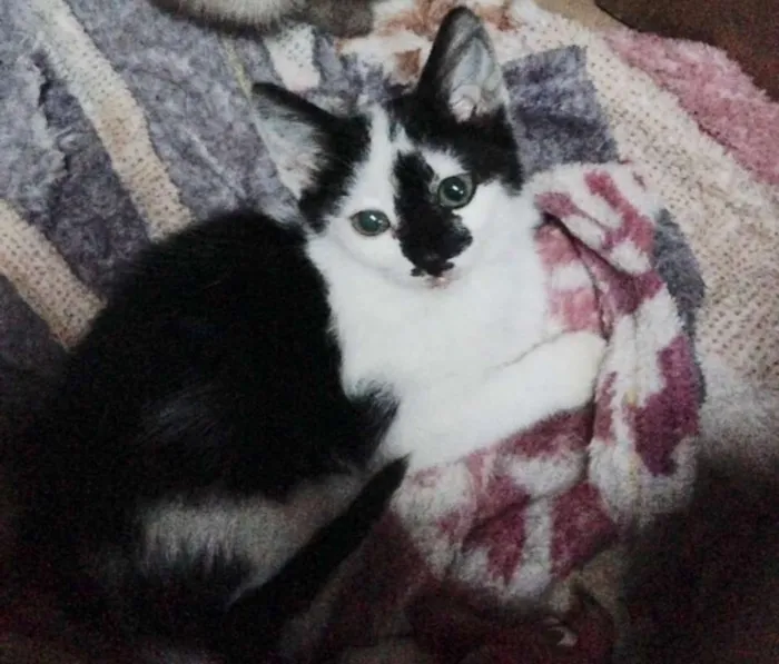 Gato ra a srd idade Abaixo de 2 meses nome Milka