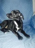 Blue e Amora
