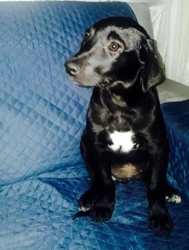 Cachorro ra a srd idade 2 a 6 meses nome Blue e Amora