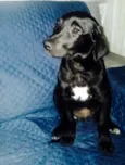 Blue e Amora