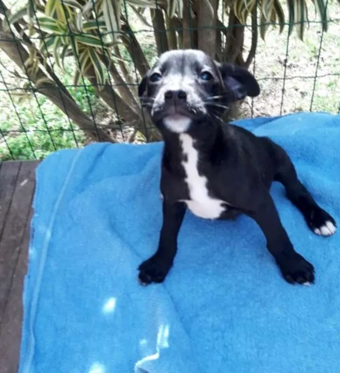 Cachorro ra a srd idade 2 a 6 meses nome FILHOTES