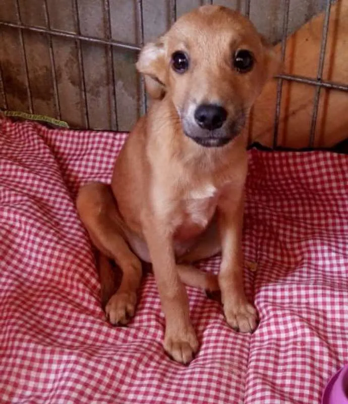 Cachorro ra a srd idade 2 a 6 meses nome FILHOTES