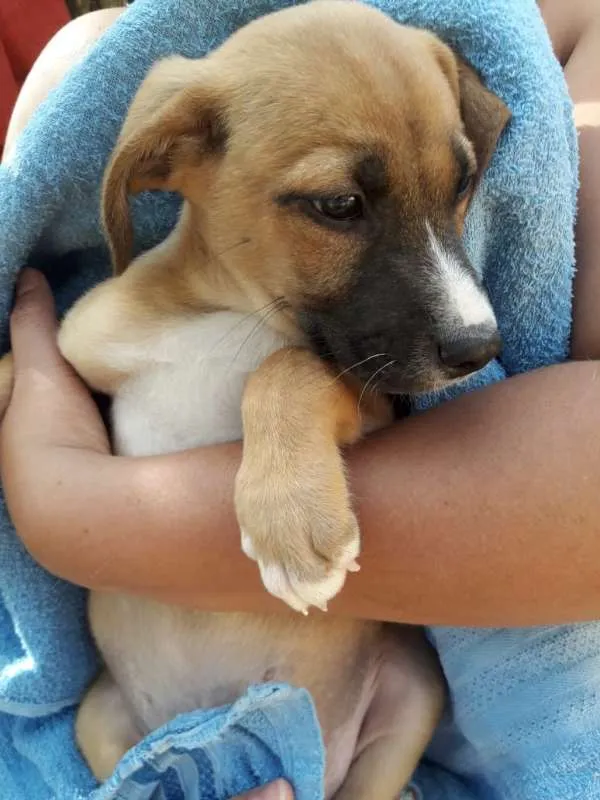 Cachorro ra a srd idade 2 a 6 meses nome FILHOTES