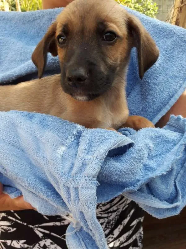 Cachorro ra a srd idade 2 a 6 meses nome FILHOTES