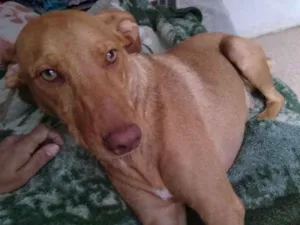 Cachorro raça vira lata  idade 2 anos nome meg