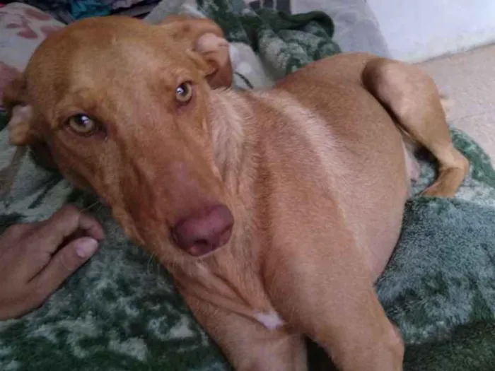 Cachorro ra a vira lata  idade 2 anos nome meg