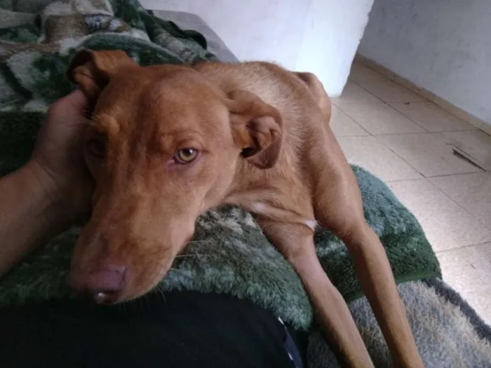 Cachorro ra a vira lata  idade 2 anos nome meg