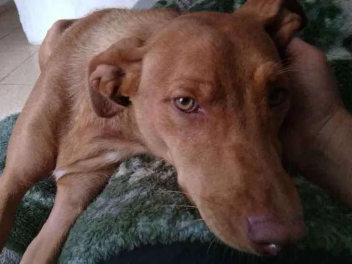 Cachorro ra a vira lata  idade 2 anos nome meg