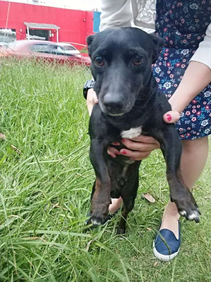 Cachorro ra a Srd idade 1 ano nome Não sei