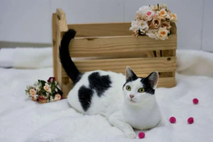 Gato ra a SRD idade 1 ano nome Catharina