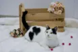 Catharina