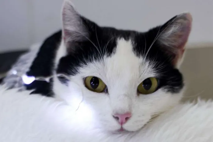 Gato ra a SRD idade 1 ano nome Catharina