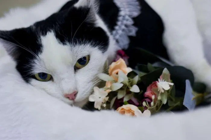 Gato ra a SRD idade 1 ano nome Catharina