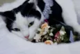Catharina