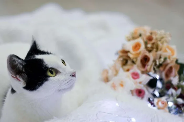 Gato ra a SRD idade 1 ano nome Catharina