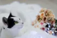 Catharina