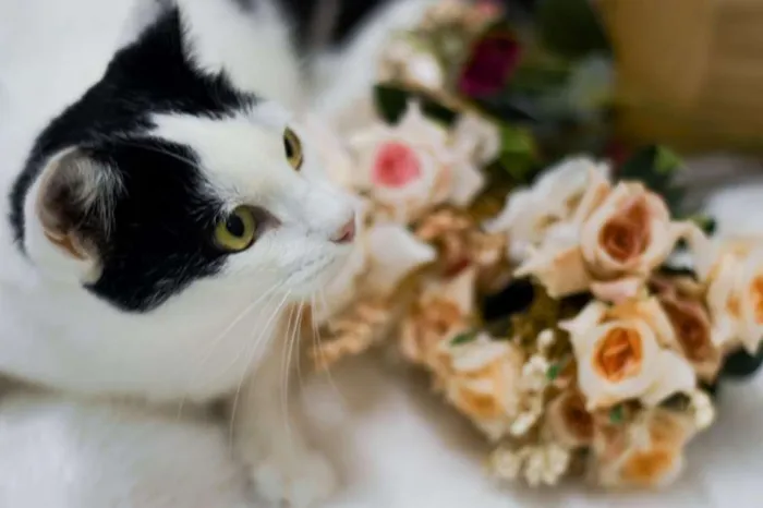 Gato ra a SRD idade 1 ano nome Catharina