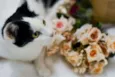 Catharina
