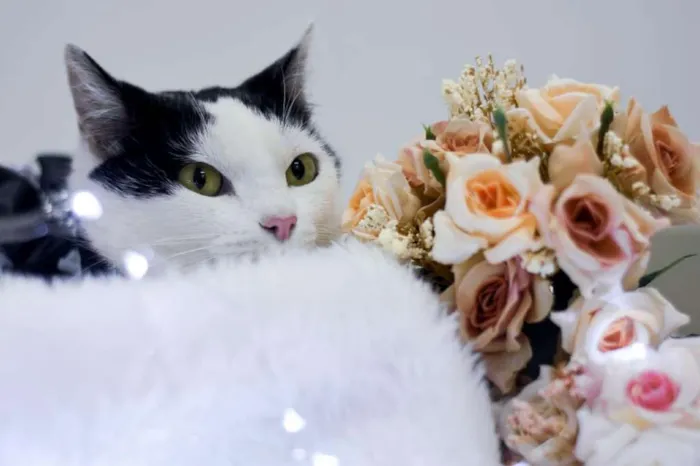 Gato ra a SRD idade 1 ano nome Catharina