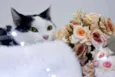 Catharina