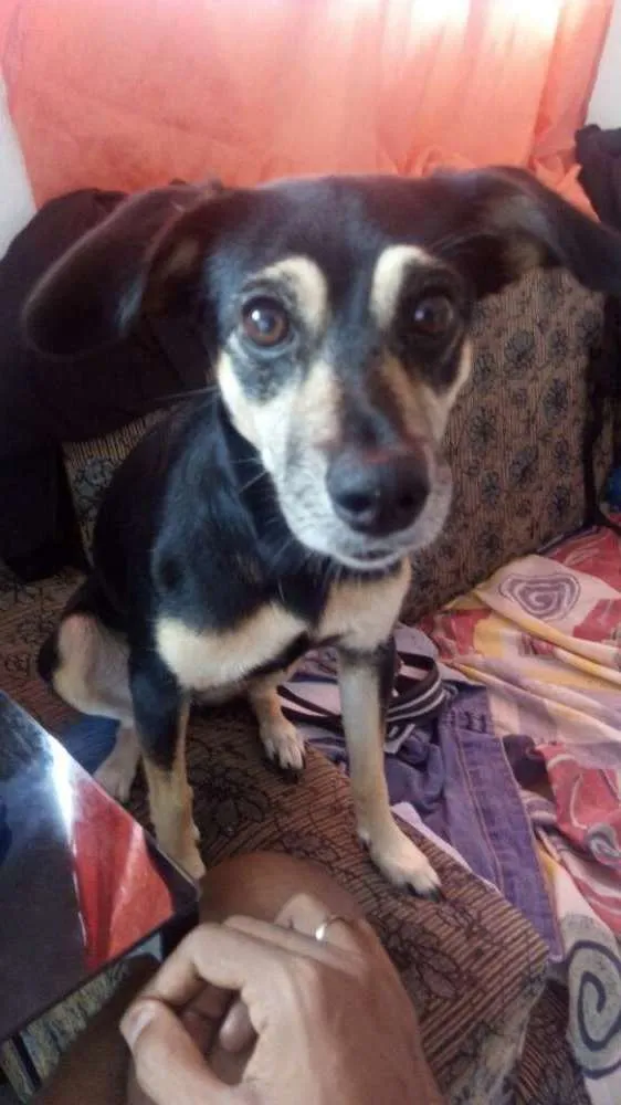 Cachorro raça Piques com salsicha  idade 6 ou mais anos nome Belinha 