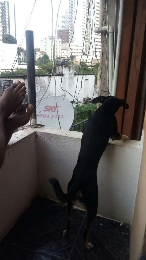 Cachorro raça Piques com salsicha  idade 6 ou mais anos nome Belinha 