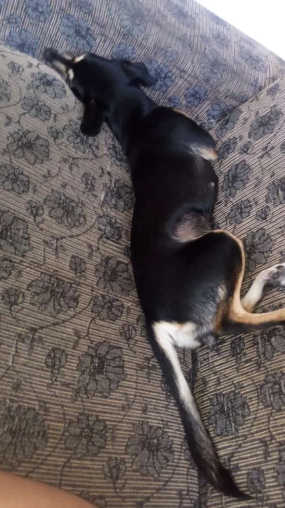 Cachorro raça Piques com salsicha  idade 6 ou mais anos nome Belinha 