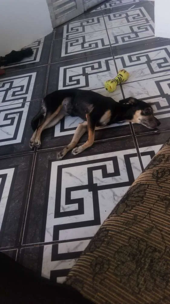 Cachorro raça Piques com salsicha  idade 6 ou mais anos nome Belinha 