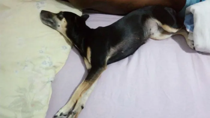 Cachorro raça Piques com salsicha  idade 6 ou mais anos nome Belinha 