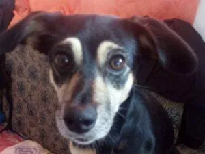 Cachorro raça Piques com salsicha  idade 6 ou mais anos nome Belinha 