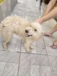 bolinha