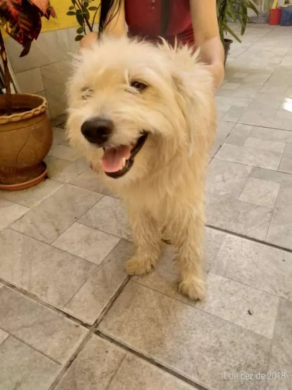 Cachorro raça Poodle idade 2 anos nome bolinha