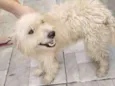 bolinha