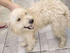 Cachorro raça Poodle idade 2 anos nome bolinha