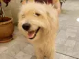 bolinha