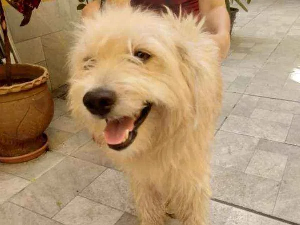 Cachorro raça Poodle idade 2 anos nome bolinha