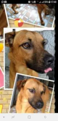 Scooby
