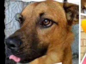 Cachorro raça SRD idade 7 a 11 meses nome Scooby