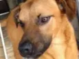 Scooby