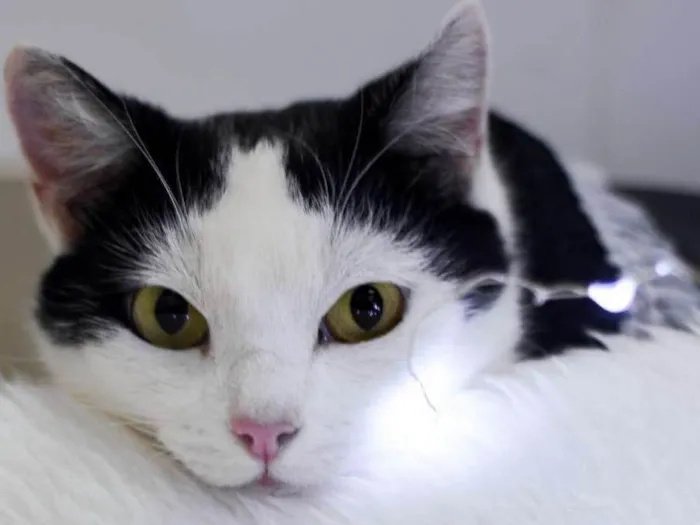 Gato ra a SRD idade 1 ano nome Catharina