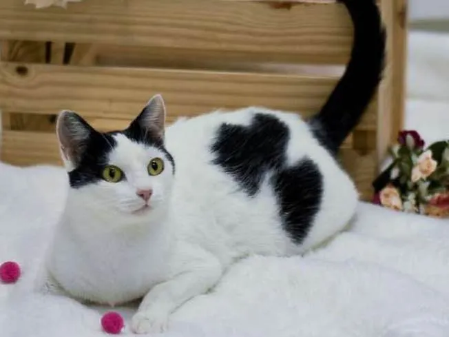 Gato ra a SRD idade 1 ano nome Catharina